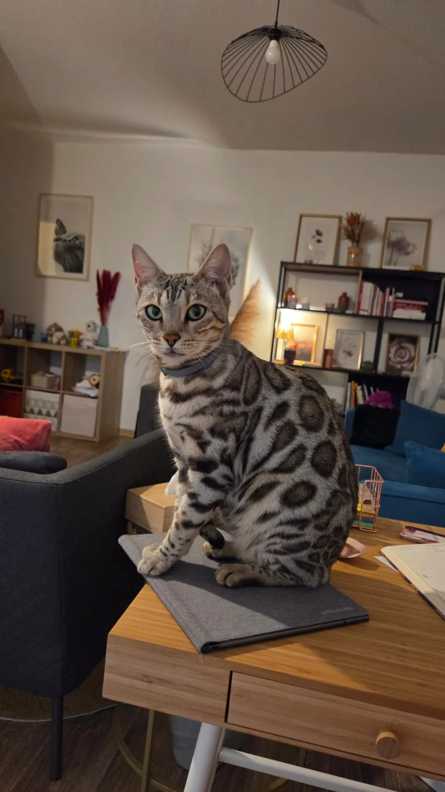 Chatte thérapeute du Cabinet de Psychologie Ambre Dremeau