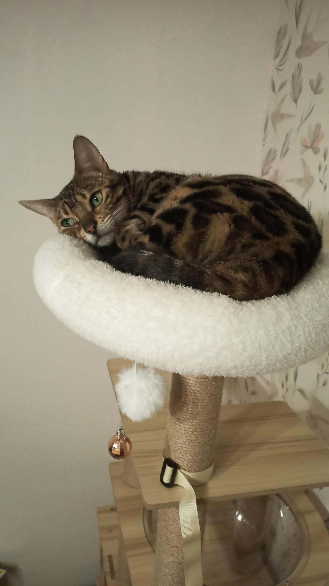 Chat thérapeute du Cabinet de Psychologie Ambre Dremeau